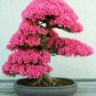 Bonsai F1 Red Azalea Hardy Rhododendron 100 Seeds
