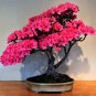 Bonsai F1 Red Azalea Hardy Rhododendron 100 Seeds