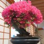 Bonsai F1 Red Azalea Hardy Rhododendron 100 Seeds