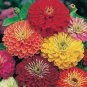 Mix Garden Youth-And-Old-Age Common Zinnia 80 Seeds