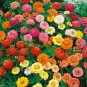 Mix Garden Youth-And-Old-Age Common Zinnia 80 Seeds