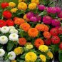 Mix Garden Youth-And-Old-Age Common Zinnia 80 Seeds