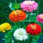 Mix Garden Youth-And-Old-Age Common Zinnia 80 Seeds