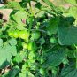 Green Cherry Tomato 'Saintess' Organic 600 Seeds
