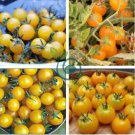Bright Yellow Cherry Tomato 'Saintess' Organic 600 Seeds