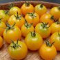 Bright Yellow Cherry Tomato 'Saintess' Organic 600 Seeds