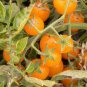 Bright Yellow Cherry Tomato 'Saintess' Organic 600 Seeds