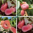 Red Flat Peach Peento Saucer Peach Plant 4 Seeds