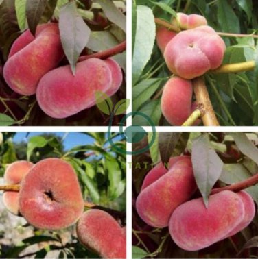 Red Flat Peach Peento Saucer Peach Plant 4 Seeds