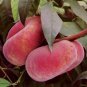 Red Flat Peach Peento Saucer Peach Plant 4 Seeds