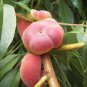 Red Flat Peach Peento Saucer Peach Plant 4 Seeds