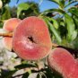 Red Flat Peach Peento Saucer Peach Plant 4 Seeds