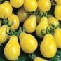 Harbin Yellow Pear Cherry Tomato 600 Seeds