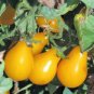 Harbin Yellow Pear Cherry Tomato 600 Seeds