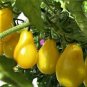 Harbin Yellow Pear Cherry Tomato 600 Seeds