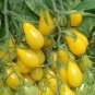 Harbin Yellow Pear Cherry Tomato 600 Seeds