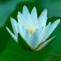 Nelumbo Nucifera Dark Blue Lotus Flowers New Variety 2 Seeds