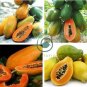 Fresh Organic Pawpaw Seeds Giant Red Lady Exotic Carica Papaya 16 Seeds