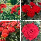 Garden Rose Seeds Big Double Flowers Climbing Plants 200 Seeds