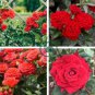 Garden Rose Seeds Big Double Flowers Climbing Plants 200 Seeds