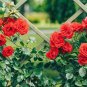 Garden Rose Seeds Big Double Flowers Climbing Plants 200 Seeds
