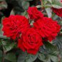 Garden Rose Seeds Big Double Flowers Climbing Plants 200 Seeds