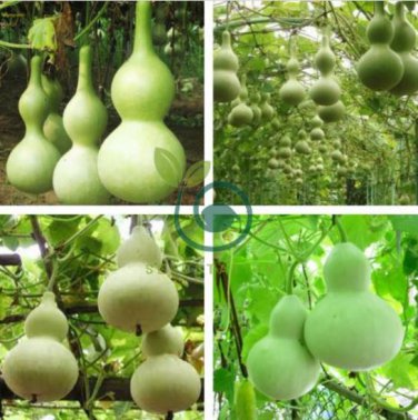 Lagenaria Siceraria Big Wine Spoon Bottle Gourd 10 Seeds