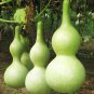 Lagenaria Siceraria Big Wine Spoon Bottle Gourd 10 Seeds