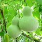 Lagenaria Siceraria Big Wine Spoon Bottle Gourd 10 Seeds