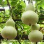 Lagenaria Siceraria Big Wine Spoon Bottle Gourd 10 Seeds
