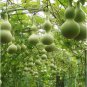 Lagenaria Siceraria Big Wine Spoon Bottle Gourd 10 Seeds