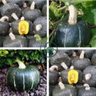The Standard Buttercup Squash Vegetables Organic 20 Seeds
