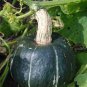 The Standard Buttercup Squash Vegetables Organic 20 Seeds