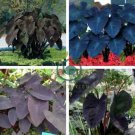 Giant Elephant Ear 200 Seeds