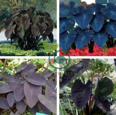 Giant Elephant Ear 200 Seeds