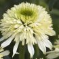 'Mozzarella' Echinacea Coneflower 200 Seeds