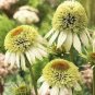 'Mozzarella' Echinacea Coneflower 200 Seeds