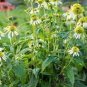 'Mozzarella' Echinacea Coneflower 200 Seeds