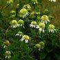 'Mozzarella' Echinacea Coneflower 200 Seeds