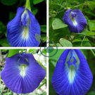 clitoria ternatea Ethnic aparajita Butterfly Pea or Blue clitoria Flower 200 Seeds