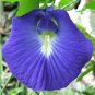 clitoria ternatea Ethnic aparajita Butterfly Pea or Blue clitoria Flower 200 Seeds