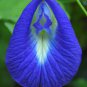 clitoria ternatea Ethnic aparajita Butterfly Pea or Blue clitoria Flower 200 Seeds