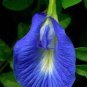 clitoria ternatea Ethnic aparajita Butterfly Pea or Blue clitoria Flower 200 Seeds