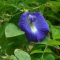 clitoria ternatea Ethnic aparajita Butterfly Pea or Blue clitoria Flower 200 Seeds