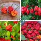 Trinidad Scorpion Pepper 40 Seeds