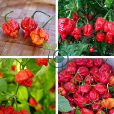 Trinidad Scorpion Pepper 40 Seeds