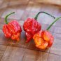 Trinidad Scorpion Pepper 40 Seeds