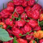 Trinidad Scorpion Pepper 40 Seeds
