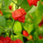 Trinidad Scorpion Pepper 40 Seeds