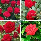Hardy Water Red Rose 100 Seeds